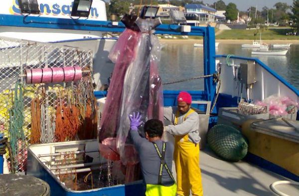 Marlin slaughter to continue